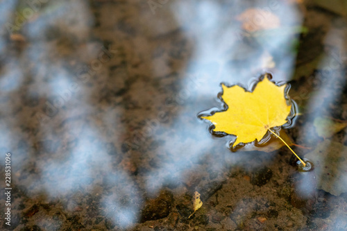 maple leaf floating