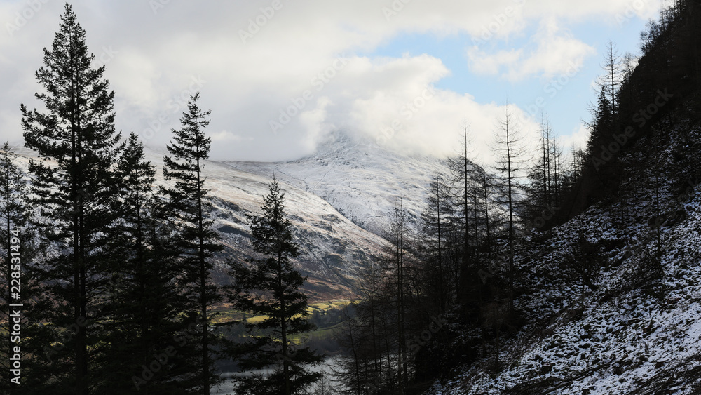 Snowy mountain past pine trees, Helvellyn UK Snowy mountain past pine trees, Helvellyn UK