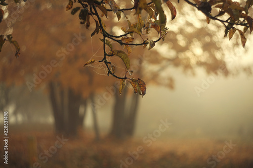 beautiful foggy autumn landscape