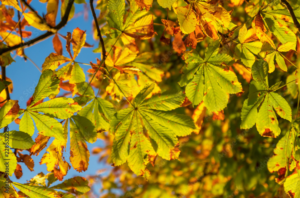 Herbstblätter mit blauen Himmel Herbstblätter mit blauen Himmel