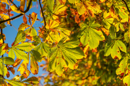 Herbstblätter mit blauen Himmel