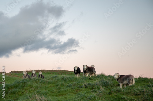 Sheep in a pack or herd