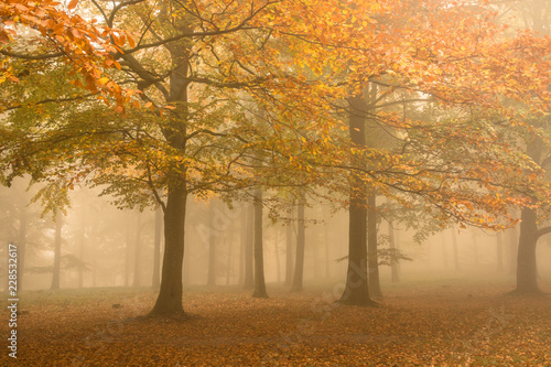 Autumn colors on a misty morning  beautiful trees in the forest in Denmark