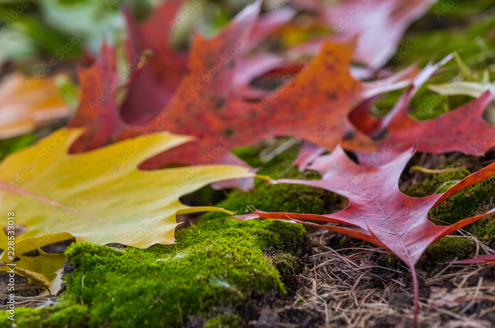 macro colors of fall leaves on mossy ground. yellow, red and orange details of autumn. macro colors of fall leaves on mossy ground. yellow, red and orange details of autumn.