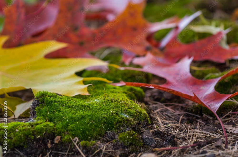 macro colors of fall leaves on mossy ground. yellow, red and orange details of autumn. macro colors of fall leaves on mossy ground. yellow, red and orange details of autumn.