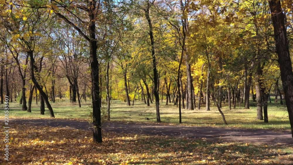 Shooting drone. Autumn trees