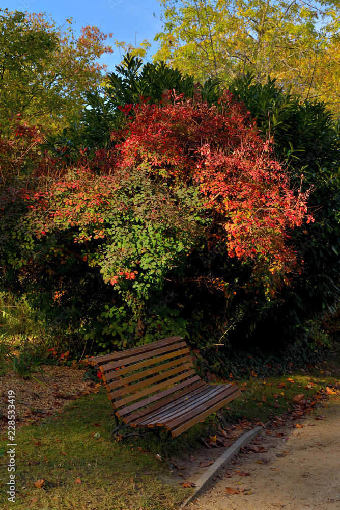 bench in park in autumn