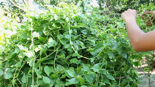 Watering and Collecting vegetables Basella alba,video clips