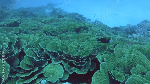 Large coral colonies Mycedium - Red Sea, Marsa Alam, Egypt    photo