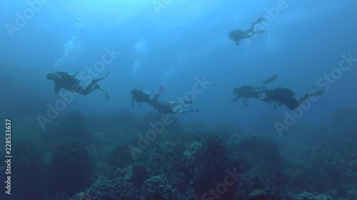 Wallpaper Mural Group of scuba divers swim near coral reef - Red Sea, Marsa Alam, Egypt   Torontodigital.ca