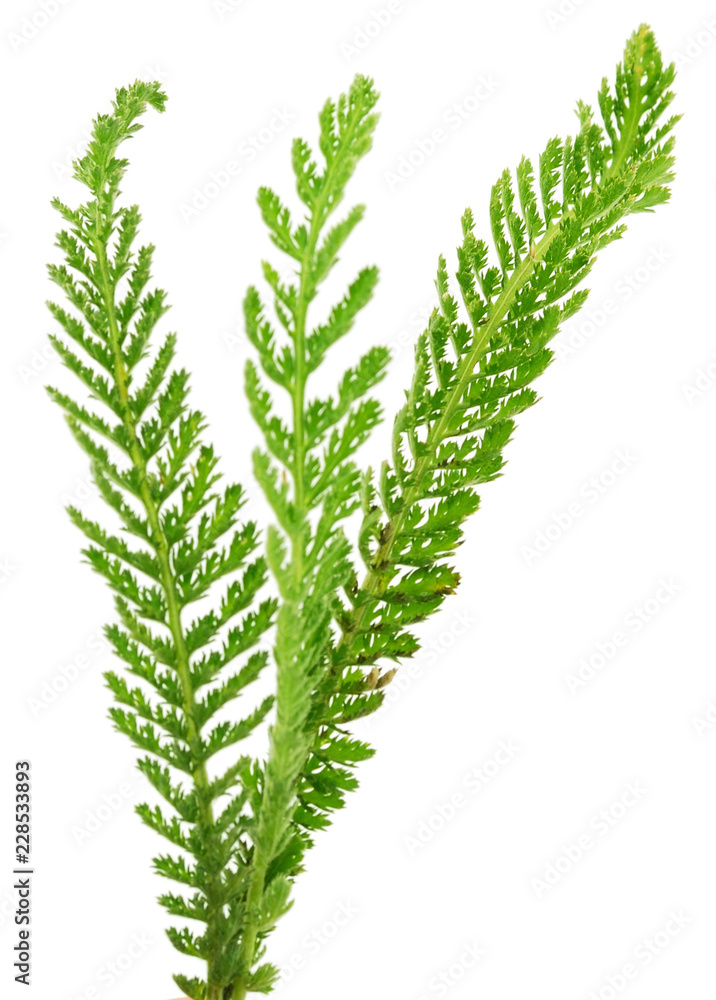 Yarrow leaf isolated. Yarrow leaf isolated.