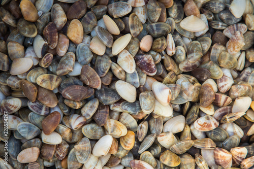 Top view of the sea shells in various colors. Small colorful snail in a basket on the beach.