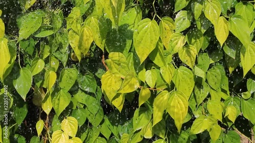 Watering betel leaves yellow in garden, video clips 