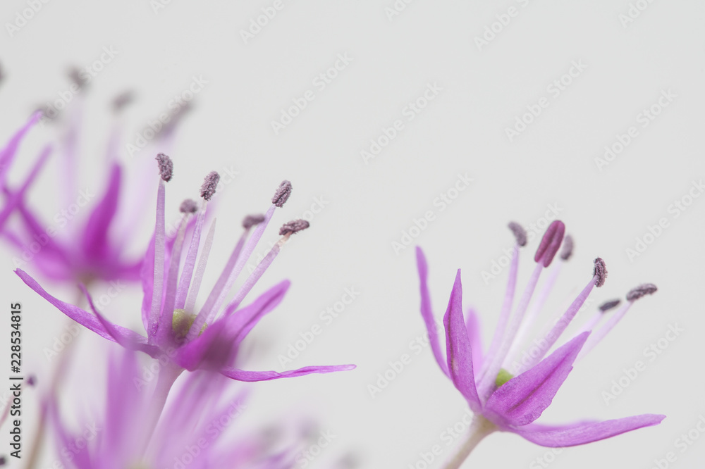 Allium-Blüten in Großaufnahme