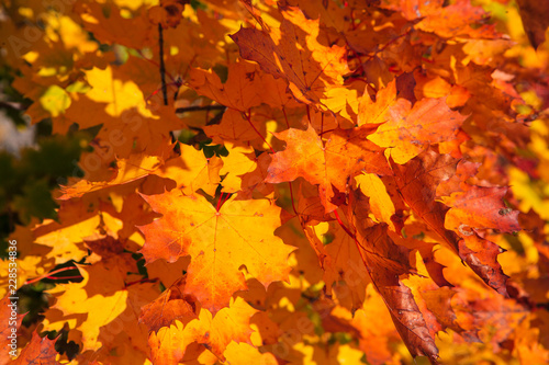 autumn landscape with orange leaves