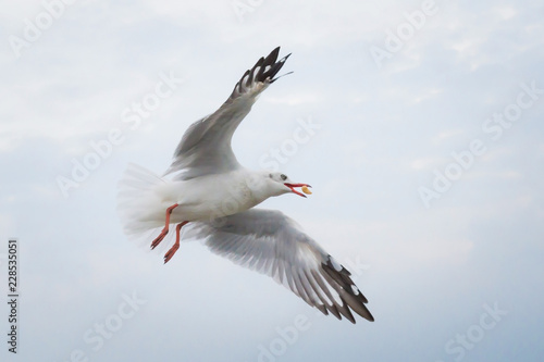 Seagull eating food in the sky from human throw,Samut Prakan province,Thailand.