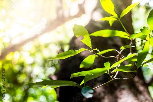 Green leaves in the forest and bokeh background