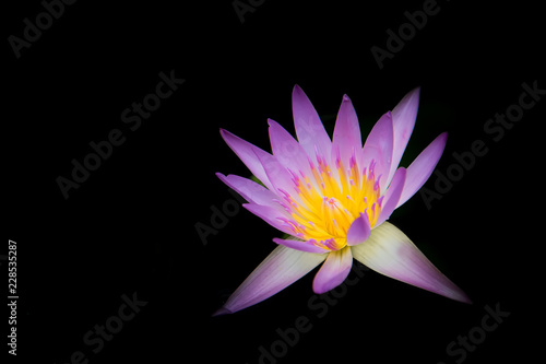 Beautiful pink lotus with yellow pollen on  black background.