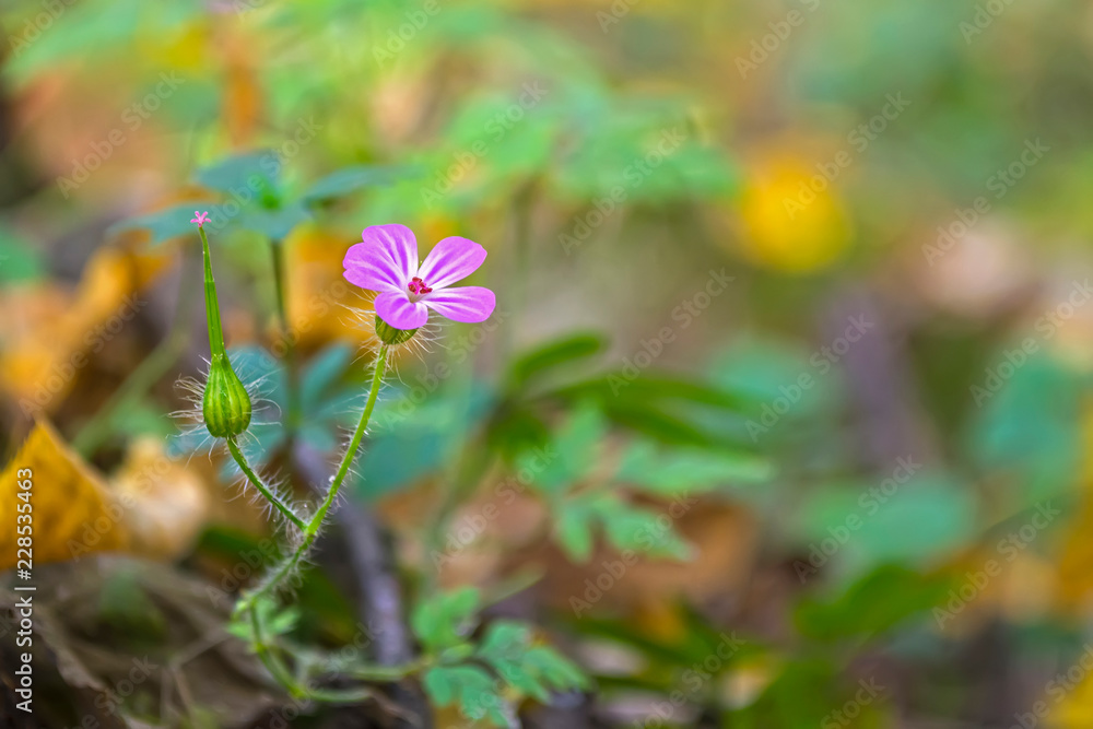 pink, wild, forest flower on the background of yellowed, fallen leaves in November pink, wild, forest flower on the background of yellowed, fallen leaves in November
