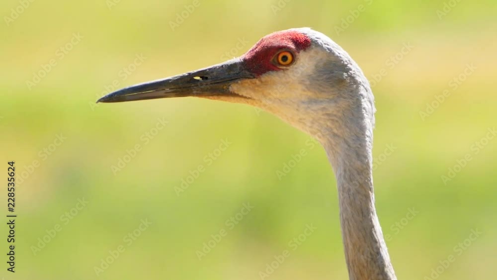 An Amazing Large Sandhill Crane With His Red Head In A Golden Field An Amazing Large Sandhill Crane With His Red Head In A Golden Field