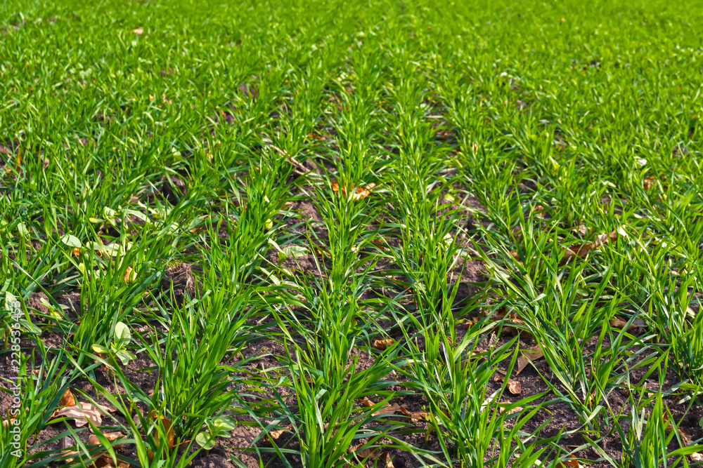 Fototapeta premium rows of sprung winter wheat on a field under a blue sky with clouds