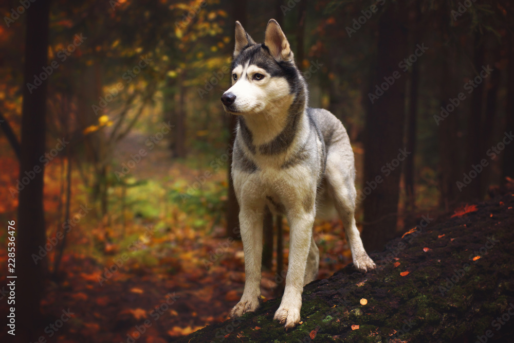 A dog breed Husky stands on a fallen tree trunk in the autumn forest and looks away