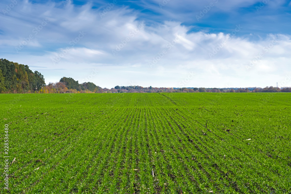 rows of sprung winter wheat on a field under a blue sky with clouds