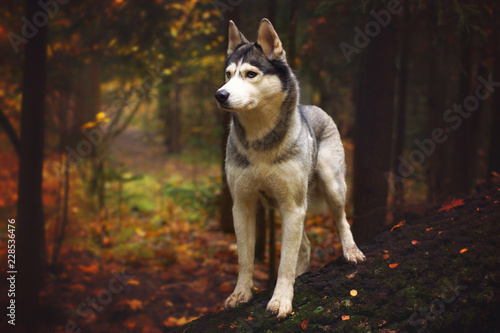A dog breed Husky stands on a fallen tree trunk in the autumn forest and looks away