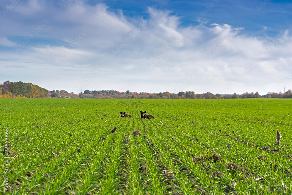 rows of sprung winter wheat on a field under a blue sky with clouds rows of sprung winter wheat on a field under a blue sky with clouds