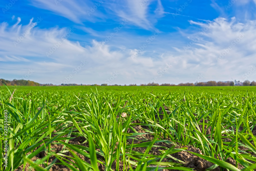 rows of sprung winter wheat on a field under a blue sky with clouds rows of sprung winter wheat on a field under a blue sky with clouds