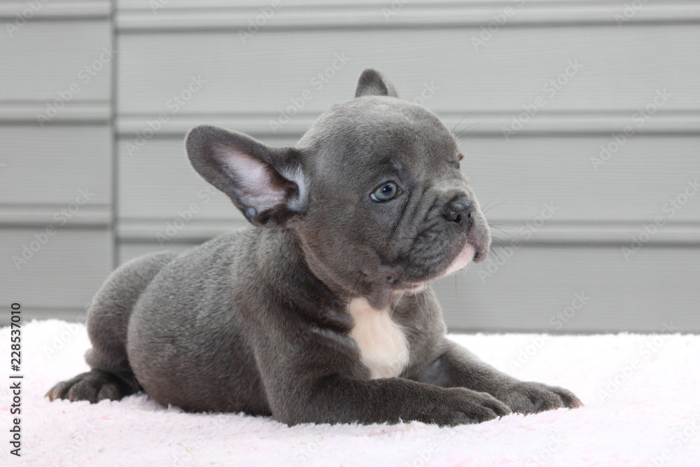 Frenchies Puppies