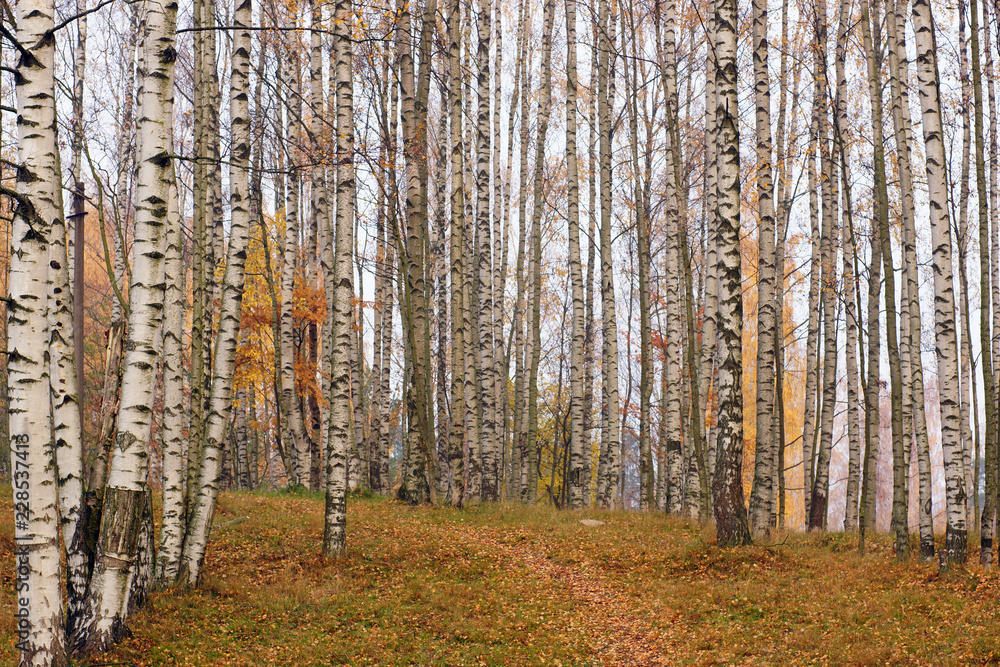 Birchwood in the fall, trunks of white and black trees and a path leading through the fallen leaves