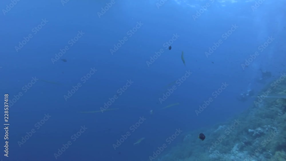 School of Cornetfish swim near coral reef. Bluespotted Cornetfish - Fistularia commersonii, Red Sea, Marsa Alam, Egypt School of Cornetfish swim near coral reef. Bluespotted Cornetfish - Fistularia commersonii, Red Sea, Marsa Alam, Egypt