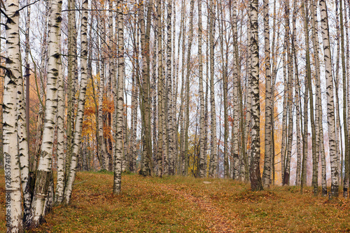 Birchwood in the fall, trunks of white and black trees and a path leading through the fallen leaves