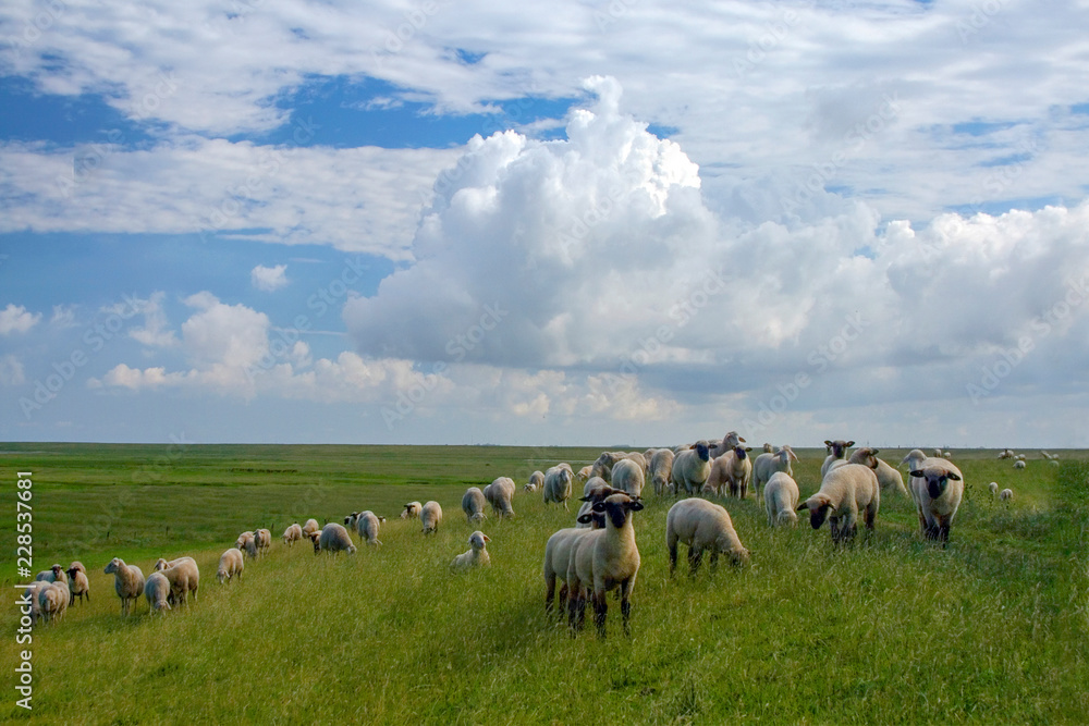 Fototapeta premium Deichschafe