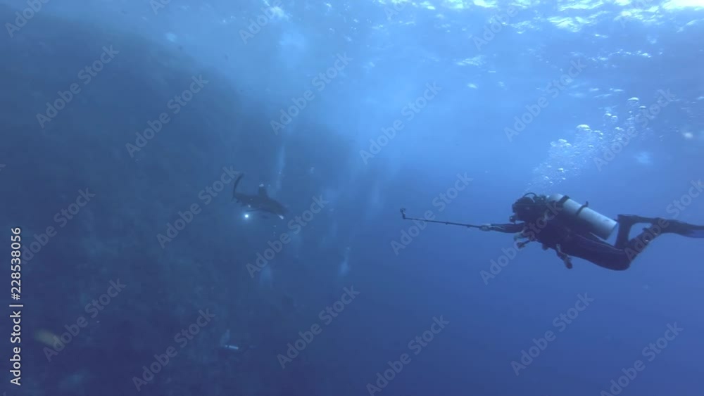 Scuba diver swim and takes a picture on Gopro - Oceanic Whitetip Shark (Carcharhinus longimanus) swim in the blue water, Red Sea, Marsa Alam, Egypt Scuba diver swim and takes a picture on Gopro - Oceanic Whitetip Shark (Carcharhinus longimanus) swim in the blue water, Red Sea, Marsa Alam, Egypt