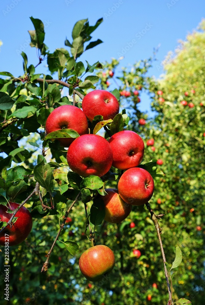 Red organic apples in a apple tree Red organic apples in a apple tree