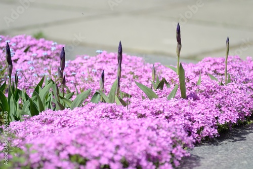 Beautiful flower carpet of phloxes, tulips and linum photo