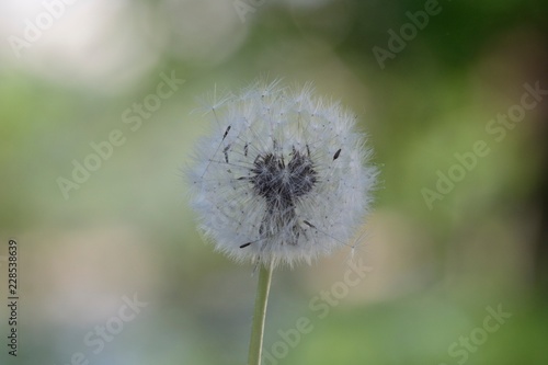 Blowball with green background