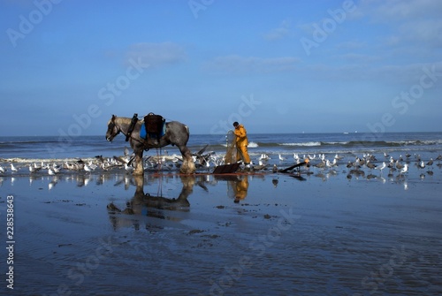 Foto Pêcheur de crevettes à cheval.