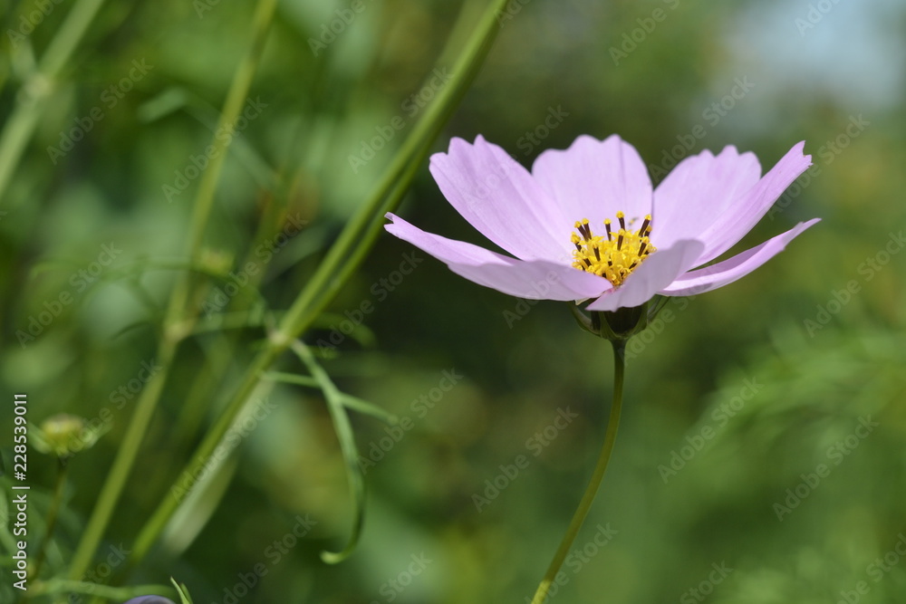 Pink cosmos bipinnatus closeup Pink cosmos bipinnatus closeup