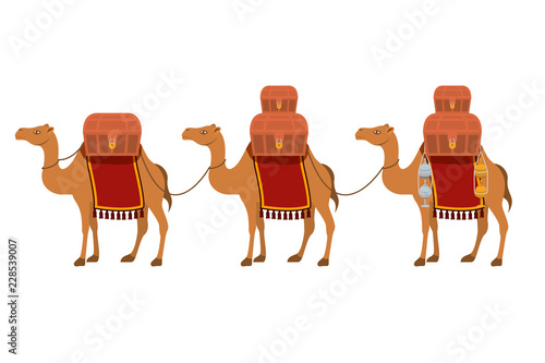 group of camels transport trunks