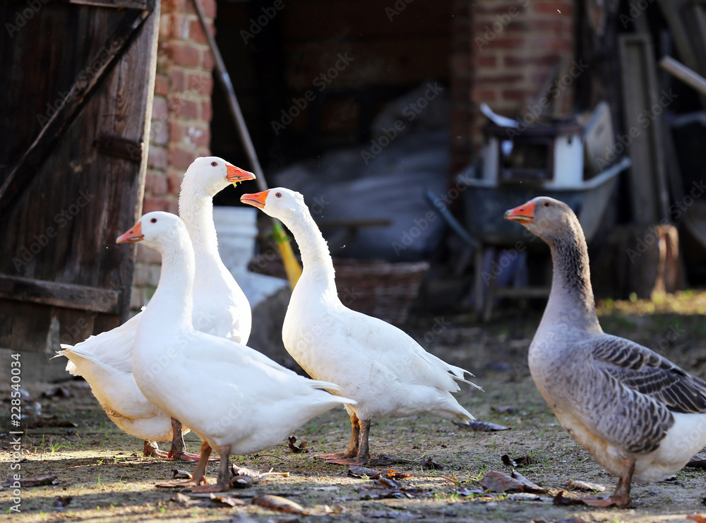 Goose and ducks live peacefully in the poultry farm rural scene Goose and ducks live peacefully in the poultry farm rural scene