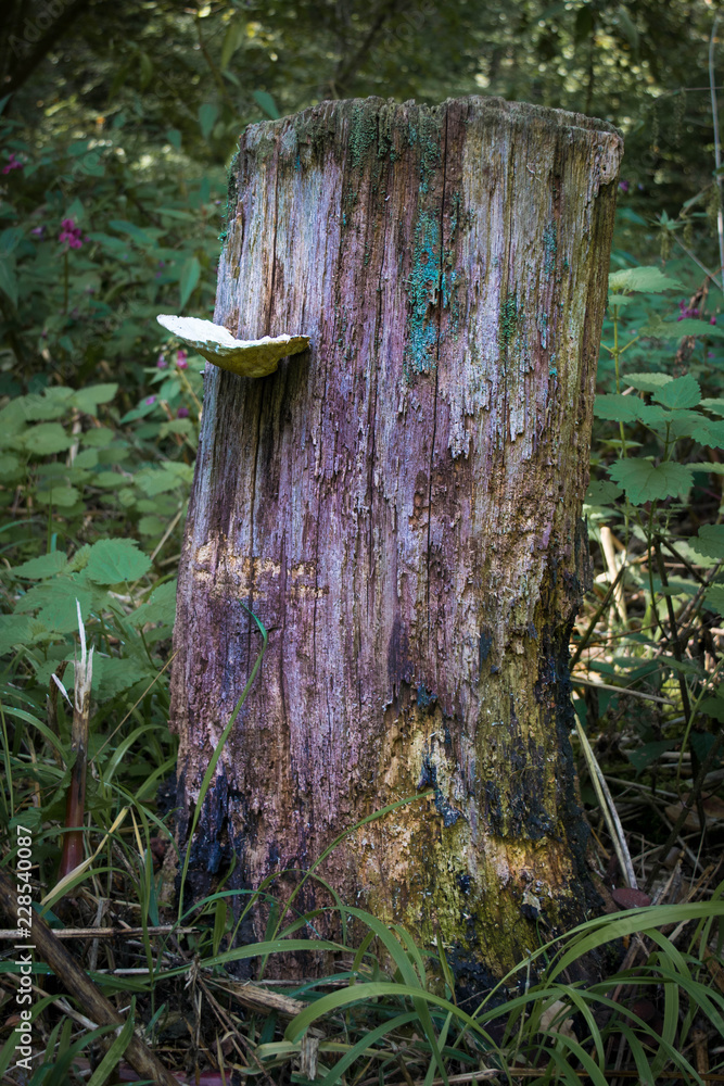 Obraz premium Baumstumpf