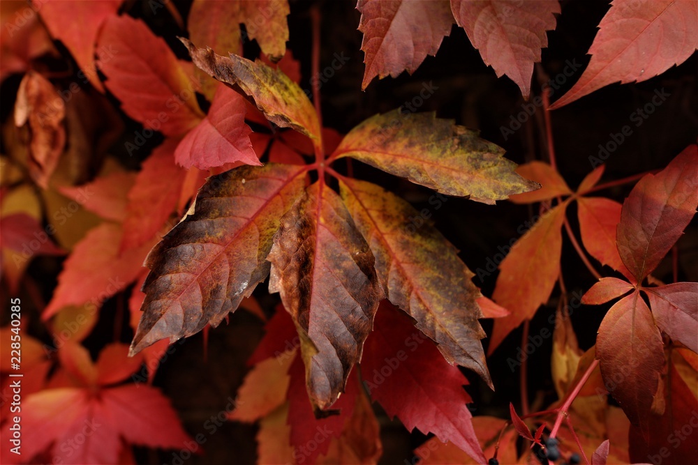 red leaves red leaves