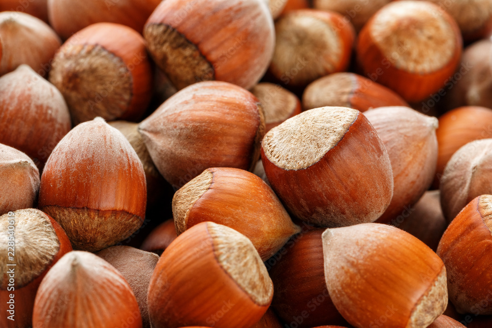 Dried unshelled hazelnuts seeds of Whole nuts as background Dried unshelled hazelnuts seeds of Whole nuts as background