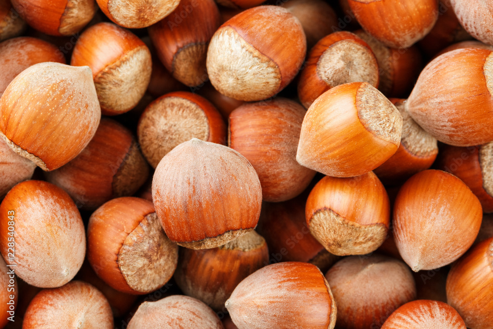 Dried unshelled hazelnuts seeds of Whole nuts as background Dried unshelled hazelnuts seeds of Whole nuts as background