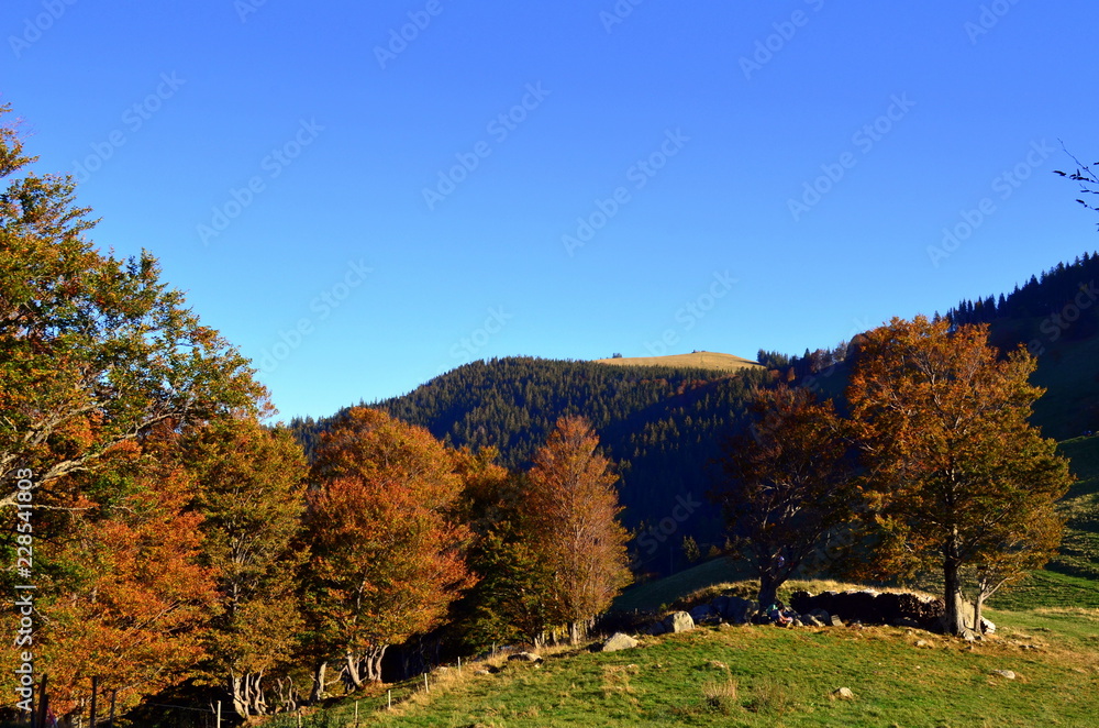 Fototapeta premium Schwarzwaldlandschaft im Herbst
