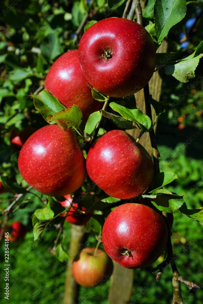Red organic apples in a apple tree Red organic apples in a apple tree