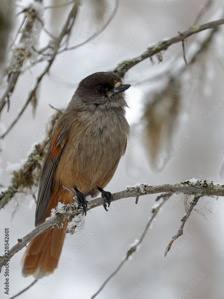 Siberian jay